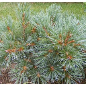 Pinus strobus 'Radiata' / Valge mänd 'Radiata'